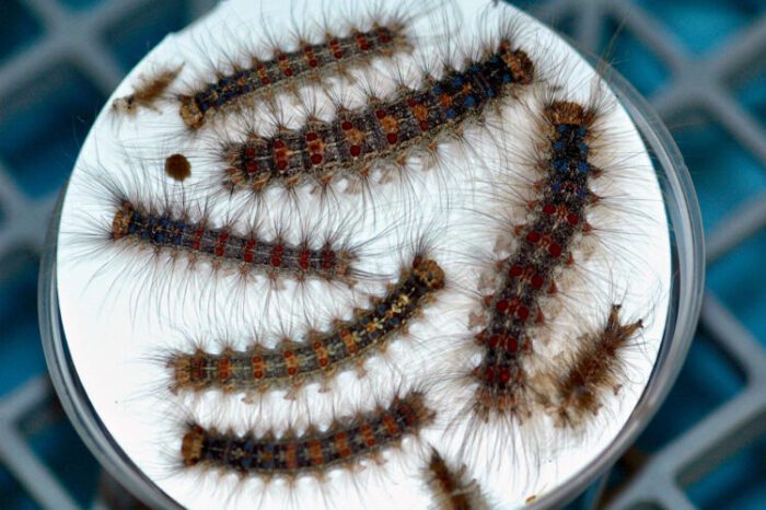 Does Soapy Water Kill Gypsy Moth Caterpillars