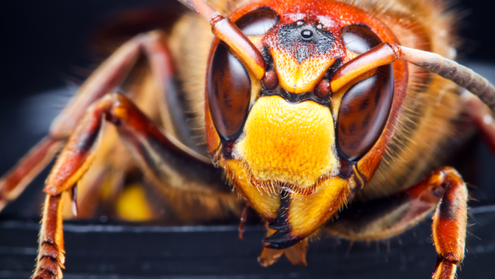 Does Soapy Water Kill Wasps