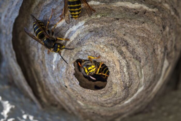 How Do You Move a Wasp Nest?