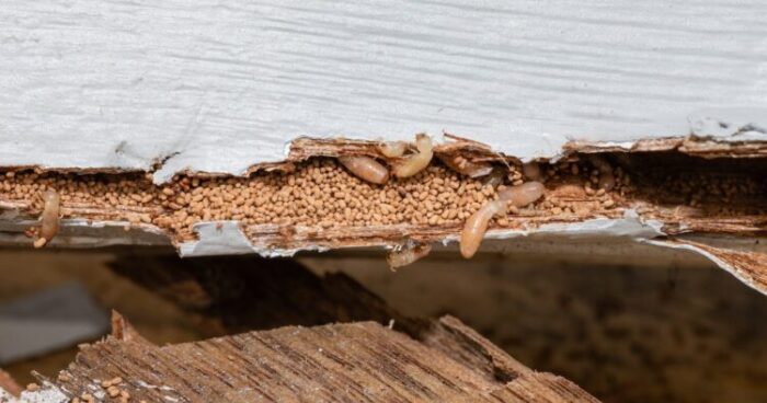 How to Identify and Deal with Termite Infestations