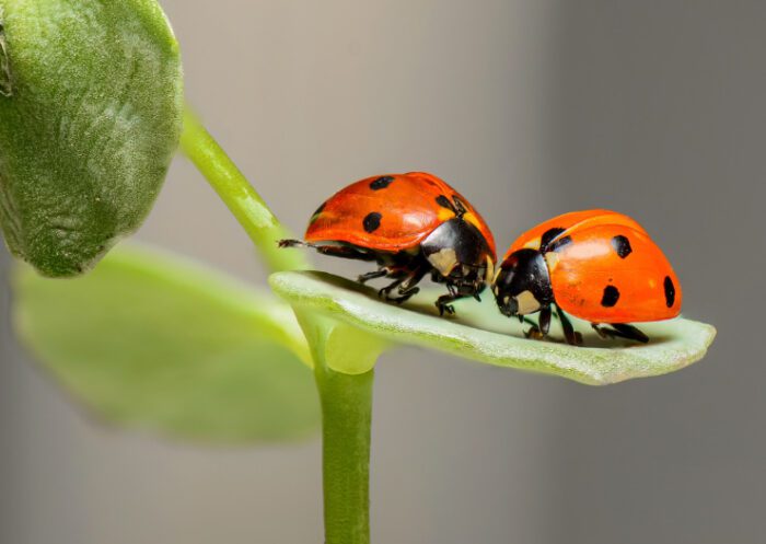 Lesser-Known Benefits of Ladybugs in Your Garden