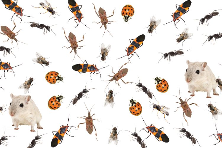 Top 10 Most Common Fall Pests and How to Stop Them